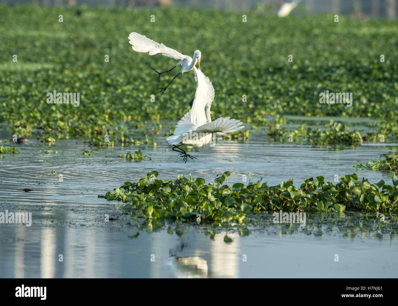 great egret fight Stock Photo