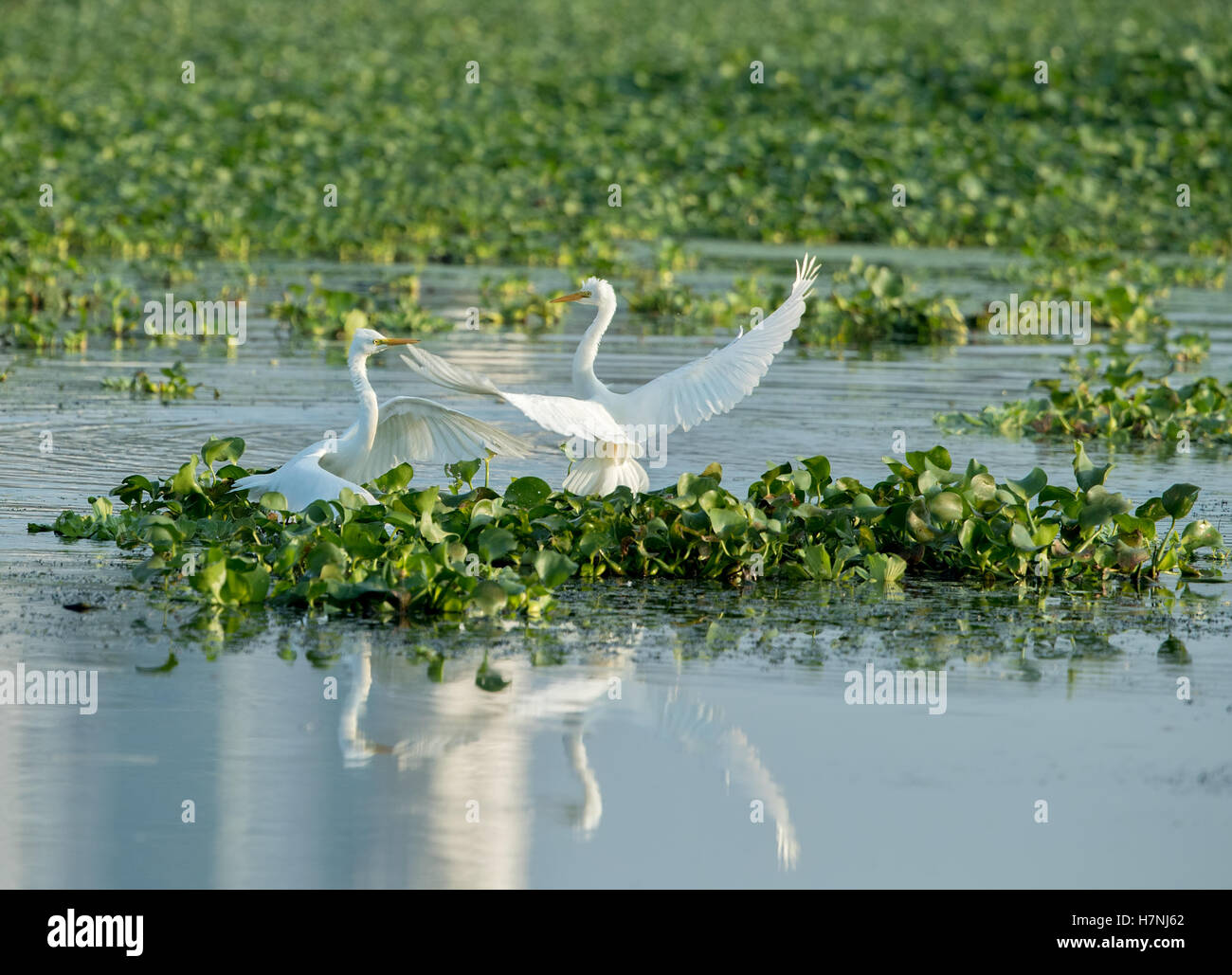 great egret fight Stock Photo
