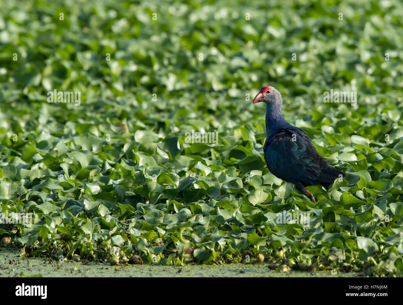 Purple Swamp Hen (Porphyrio Porphyrio) Stock Photo