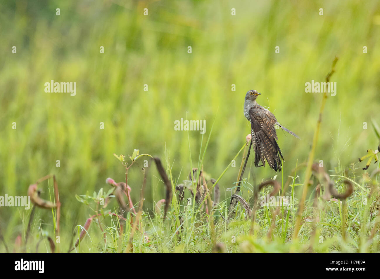 Perching common cuckoo (Cuculus canorus) Stock Photo