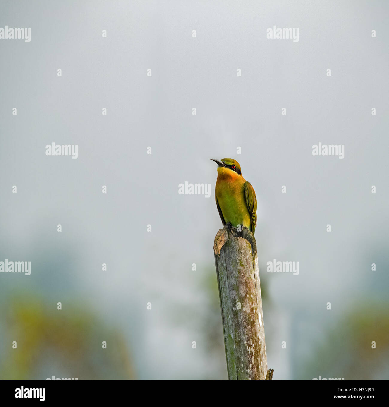 Blue tailed bee eater flying hi-res stock photography and images - Alamy