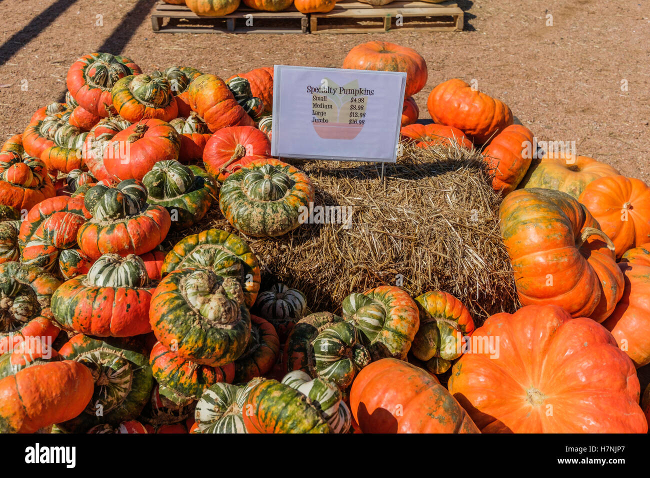 Specialty pumpkins for sale in the autumn, outdoor market. USA. Stock Photo