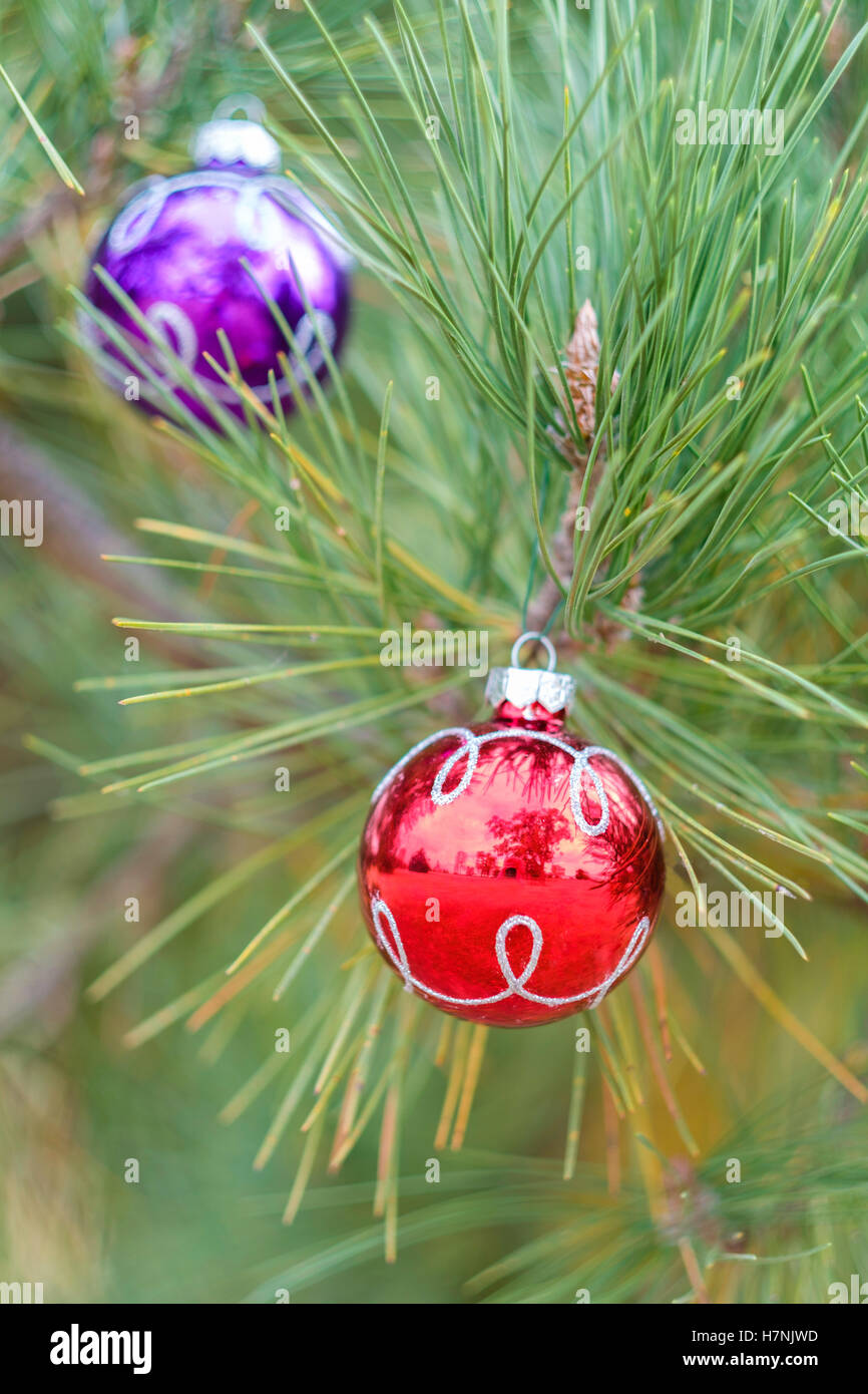 Two purple and red Christmas balls hanging on a pine bough. Closeup. Stock Photo