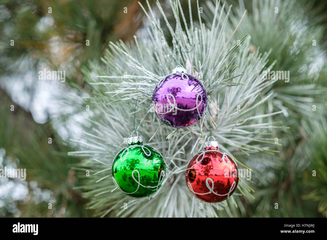 Three colorful glass ball Christmas ornaments on a frosted pine bough. Stock Photo