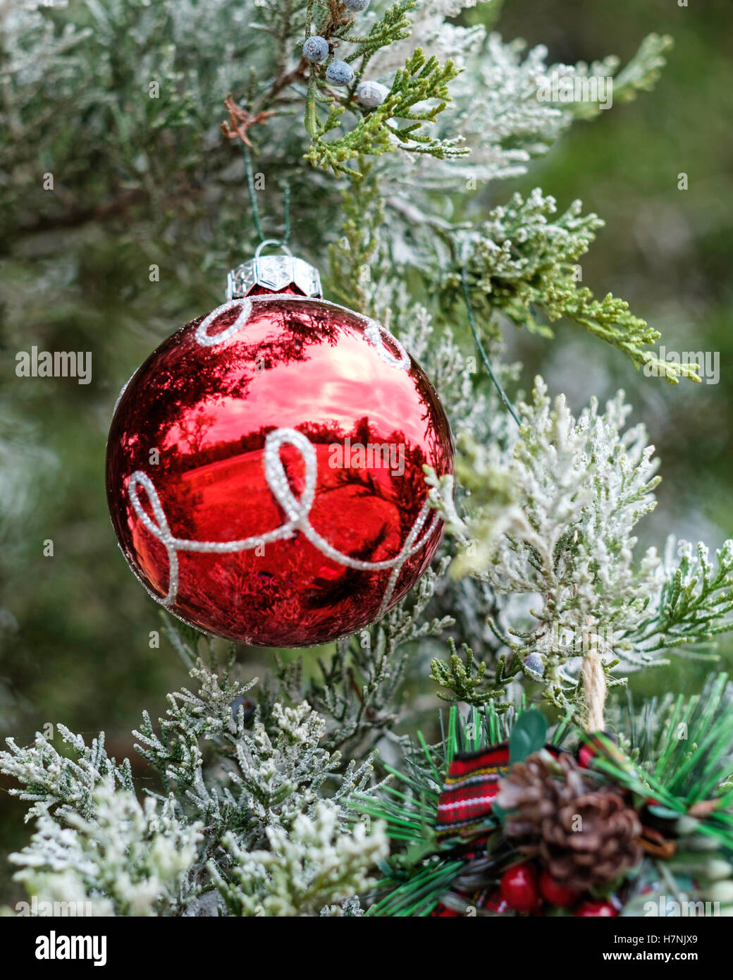 A red ball Christmas ornament on a frosted cedar tree. Stock Photo