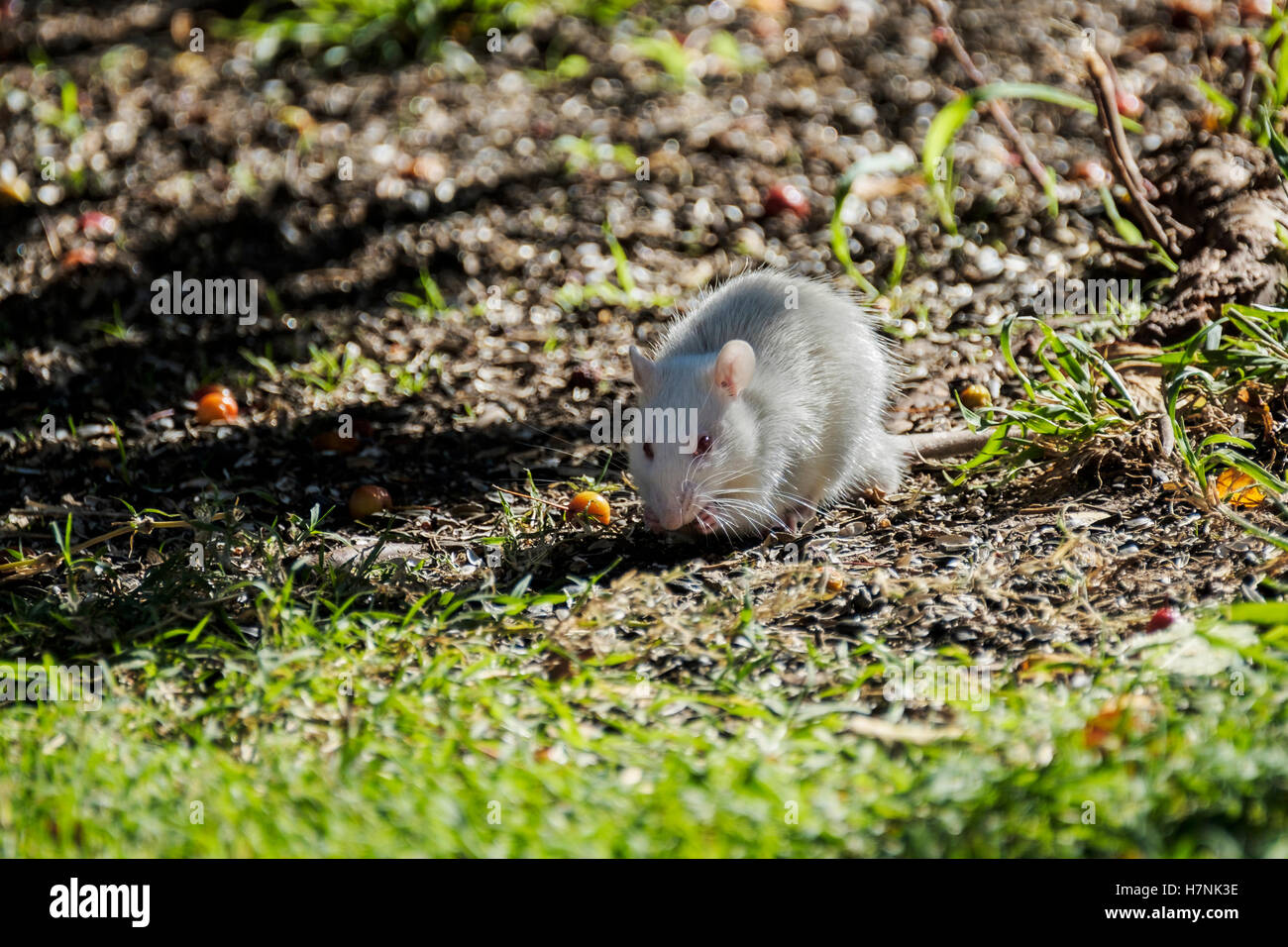 An albino packrat, Neotoma, found in Oklahoma City, with habits of stealing sunflower seeds under a bird feeder. Oklahoma,USA. Stock Photo