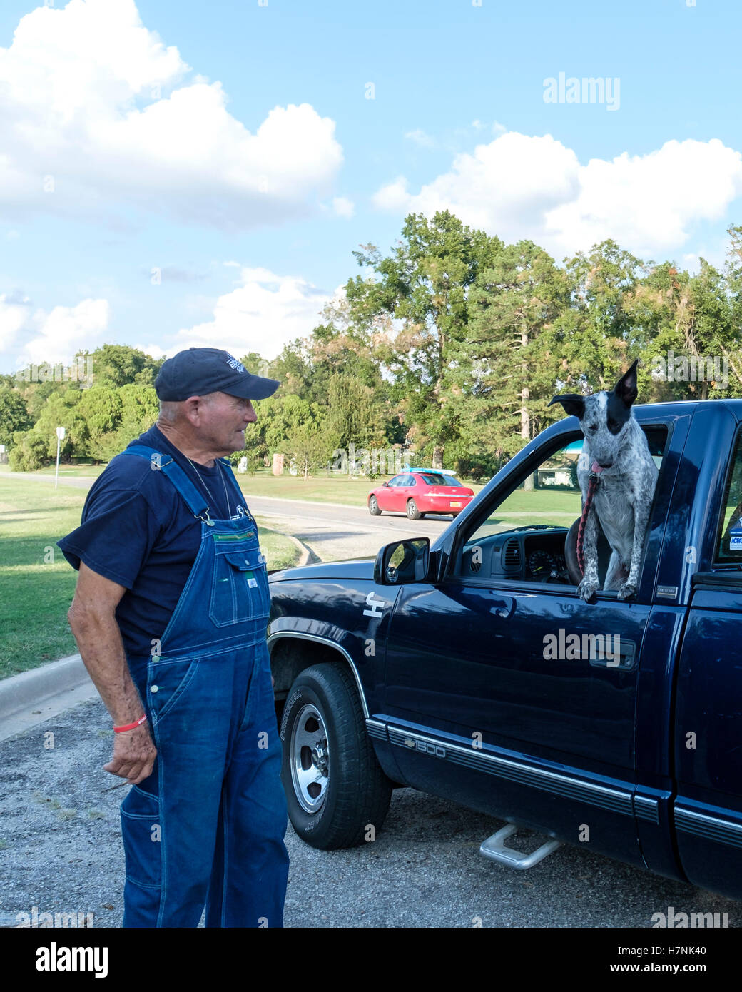 A 7 month old Blue Heeler dog in a pickup truck with his proud owner, an old man in bib overalls, standing by. Oklahoma, USA. Stock Photo