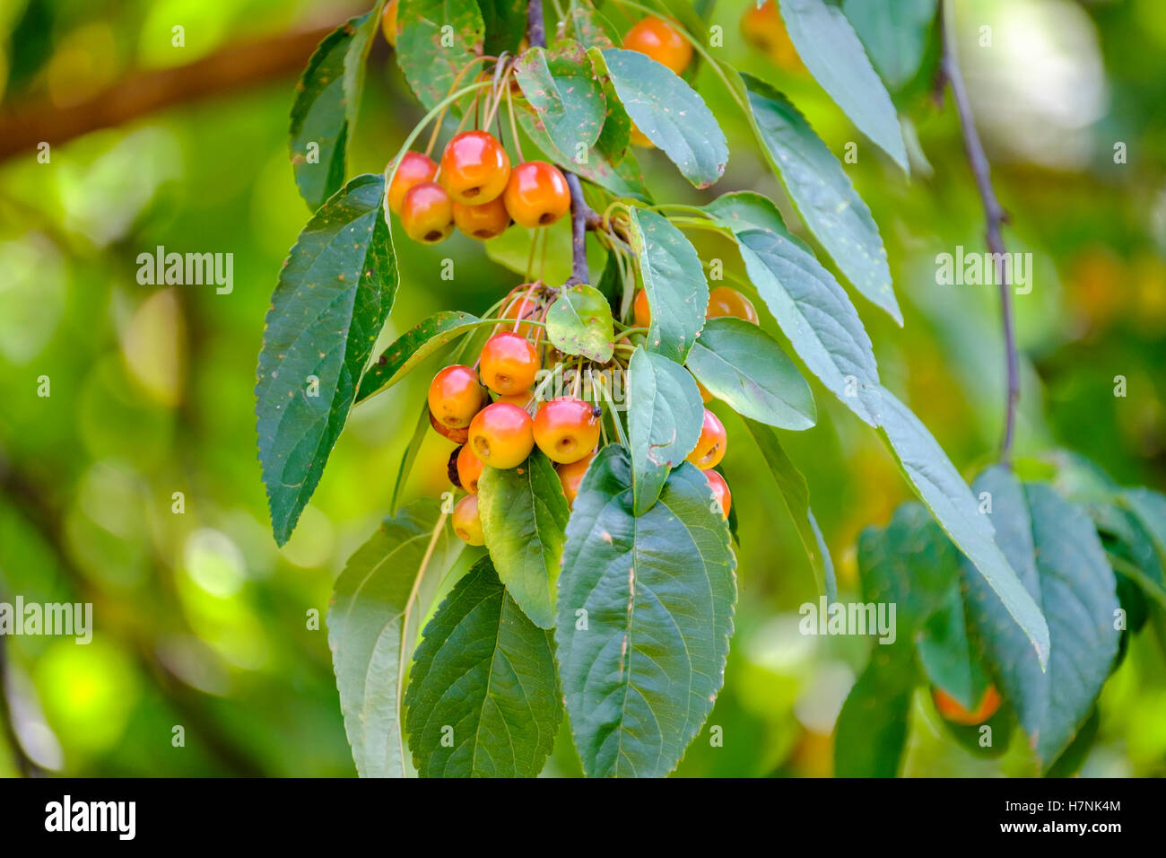 Fruit Trees That Grow In Oklahoma Fruit Trees