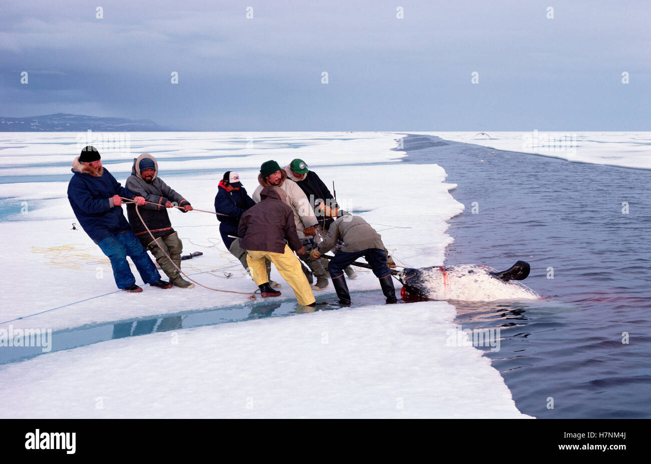 Narwhal (Monodon monoceros) being hauled out by Inuits, Baffin Island, Canada Stock Photo Alamy