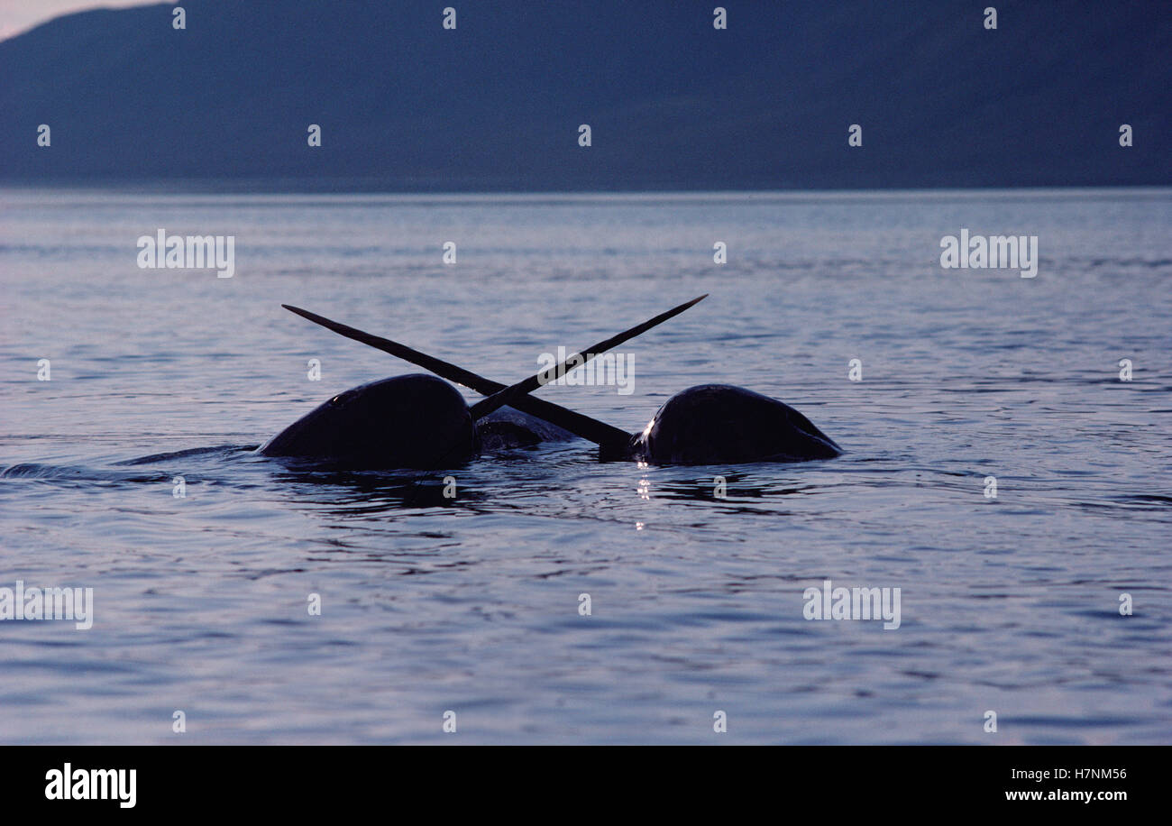 Narwhal (Monodon monoceros) two males fighting, Baffin Island, Nunavut ...
