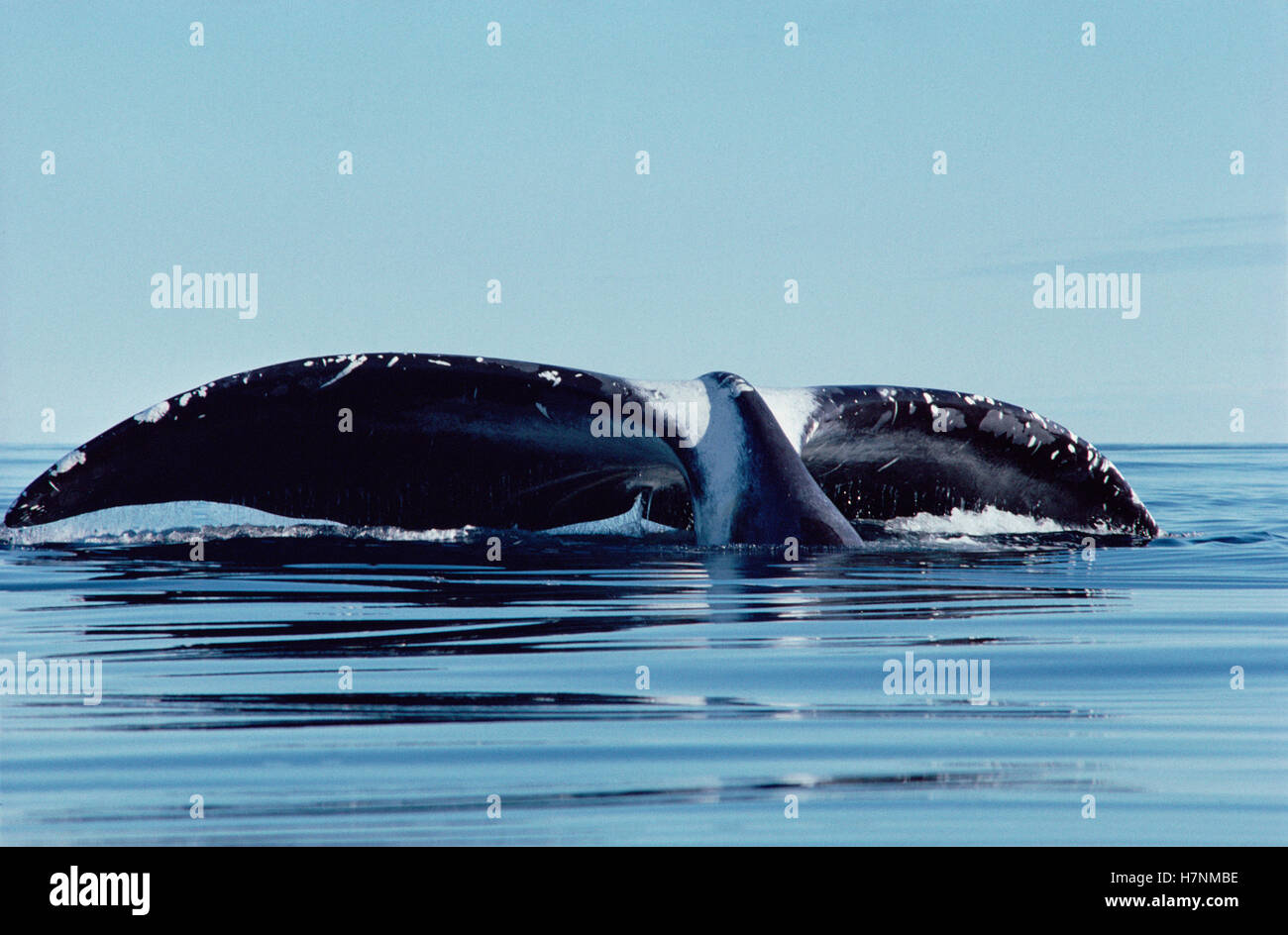 Bowhead Whale (Balaena mysticetus) tail, Lancaster Sound, Canada Stock Photo