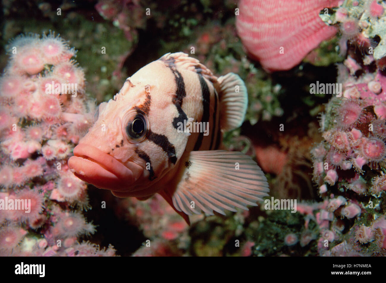Tiger Rockfish (Sebastes nigrocinctus) portrait, underwater Stock Photo