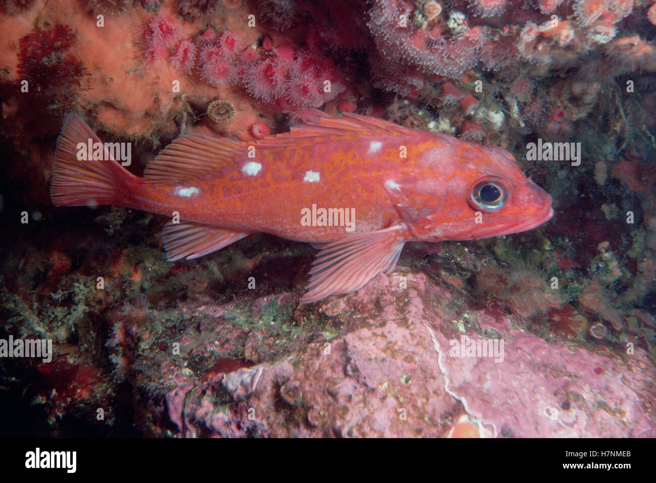 Rosy Rockfish (Sebastes rosaceus) underwater, portrait Stock Photo Alamy