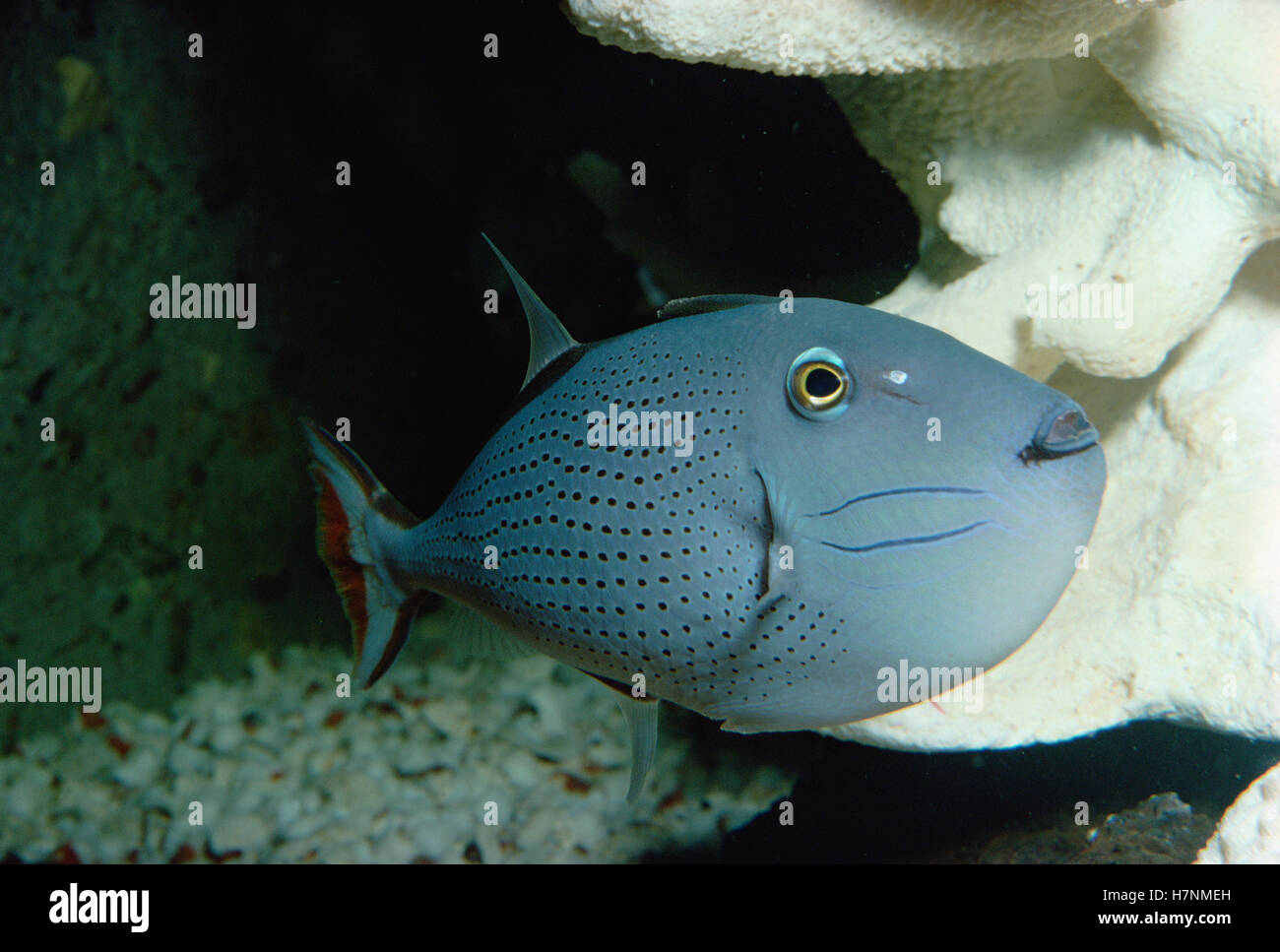 Triggerfish at Sea World Aquarium, San Diego, California Stock Photo ...