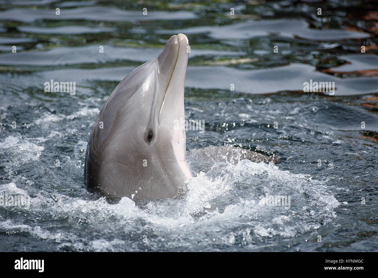 Bottlenose Dolphin (Tursiops truncatus), Waikoloa Hyatt, Hawaii Stock Photo