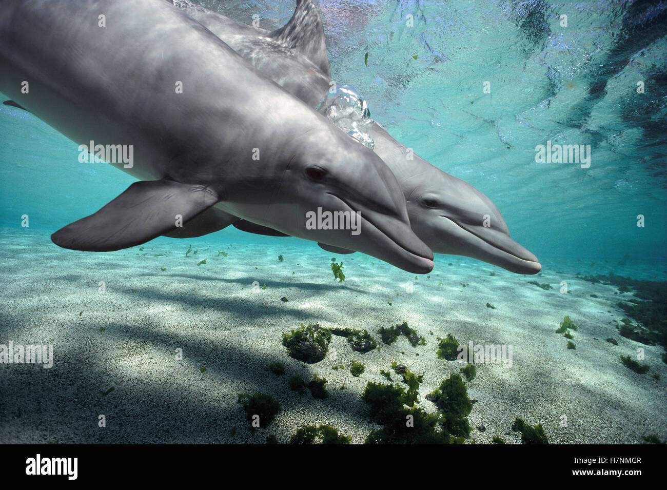 Bottlenose Dolphin (Tursiops truncatus) pair, Hawaii Stock Photo