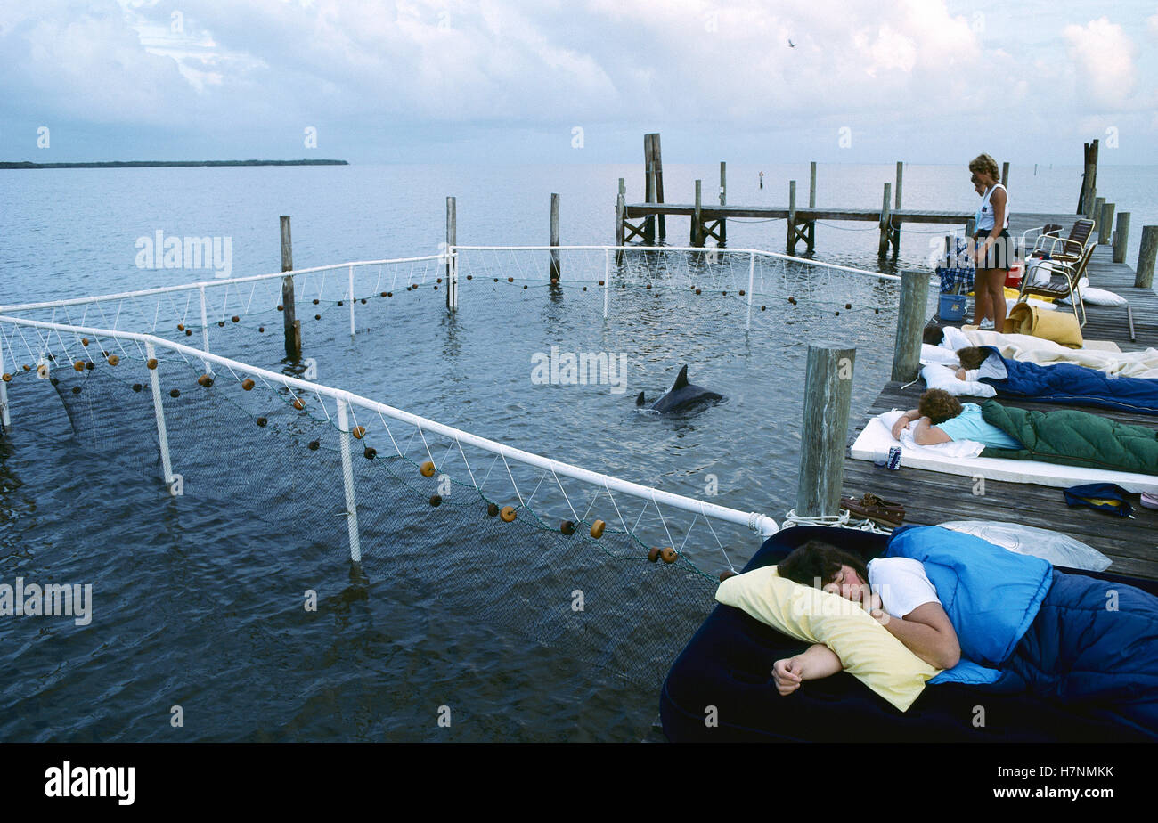 Bottlenose Dolphin (Tursiops truncatus) during Tampa Bay capture with