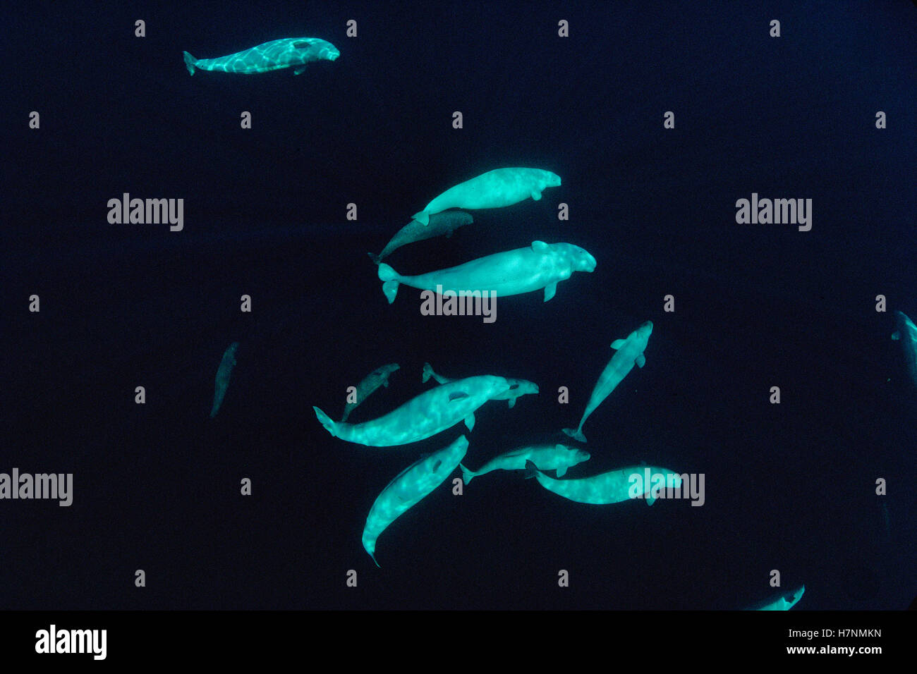 Beluga (Delphinapterus leucas) whales at 200 foot depth, Lancaster ...