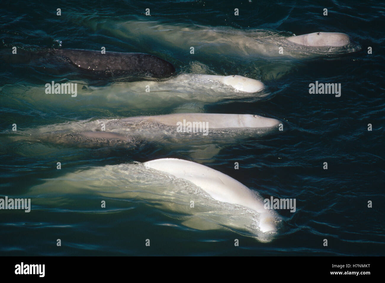 Beluga (Delphinapterus leucas) whale, group surfacing, Lancaster Sound ...