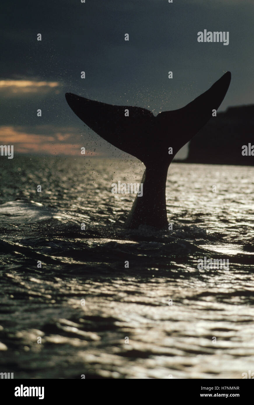 Southern Right Whale (Eubalaena australis) tail at sunset, Peninsula ...