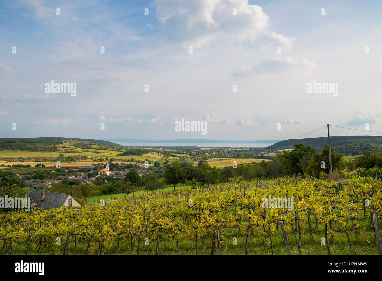 Balaton and Nivegy valley wine region in Hungary Stock Photo