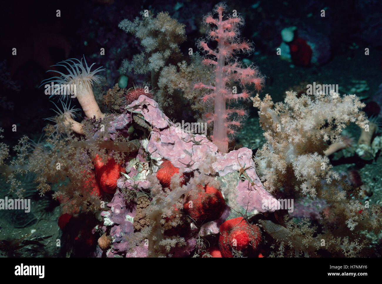 Brittle Stars with Anemones, Arctic Stock Photo Alamy