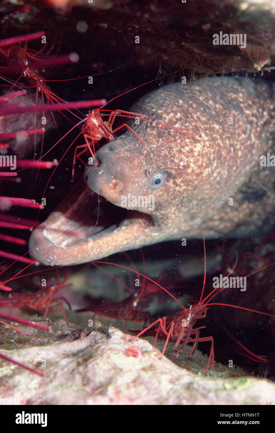 Moray Eel (Gymnothorax mordax) with cleaner shrimp, California Stock