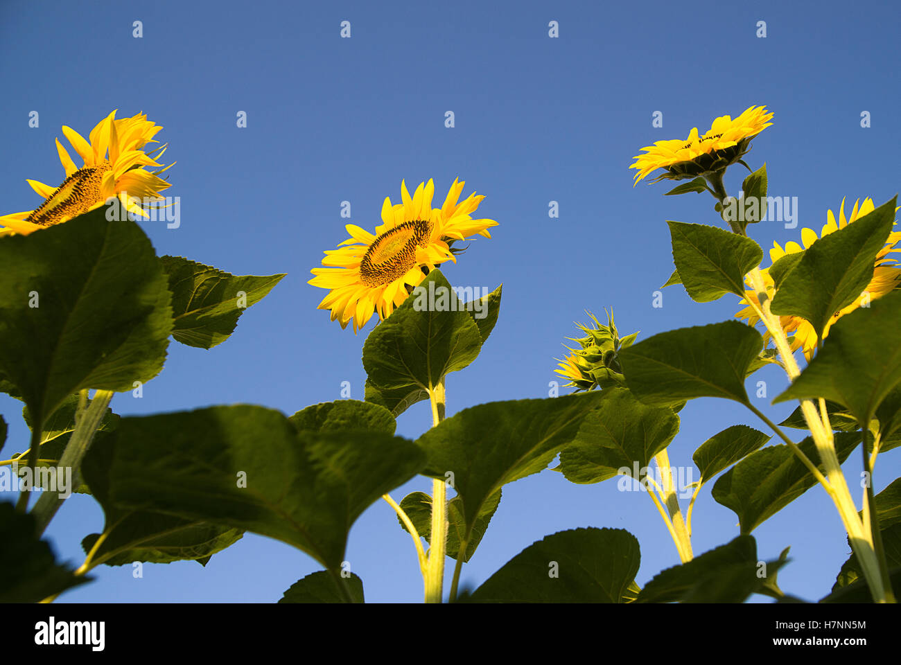 Sunflower growing on a farm field in the sun Stock Photo Alamy