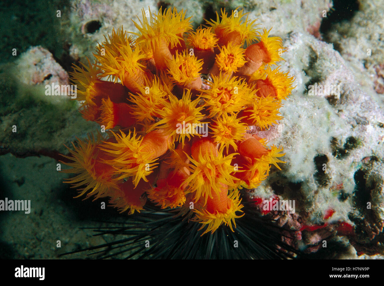 Orange Cup Coral (Tubastraea coccinea) with feeding tentacles extended