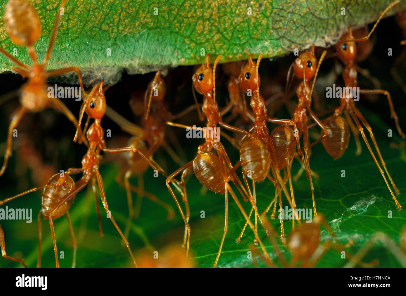 Weaver Ant (Oecophylla longinoda) group repairing leaf nest, Papua New ...