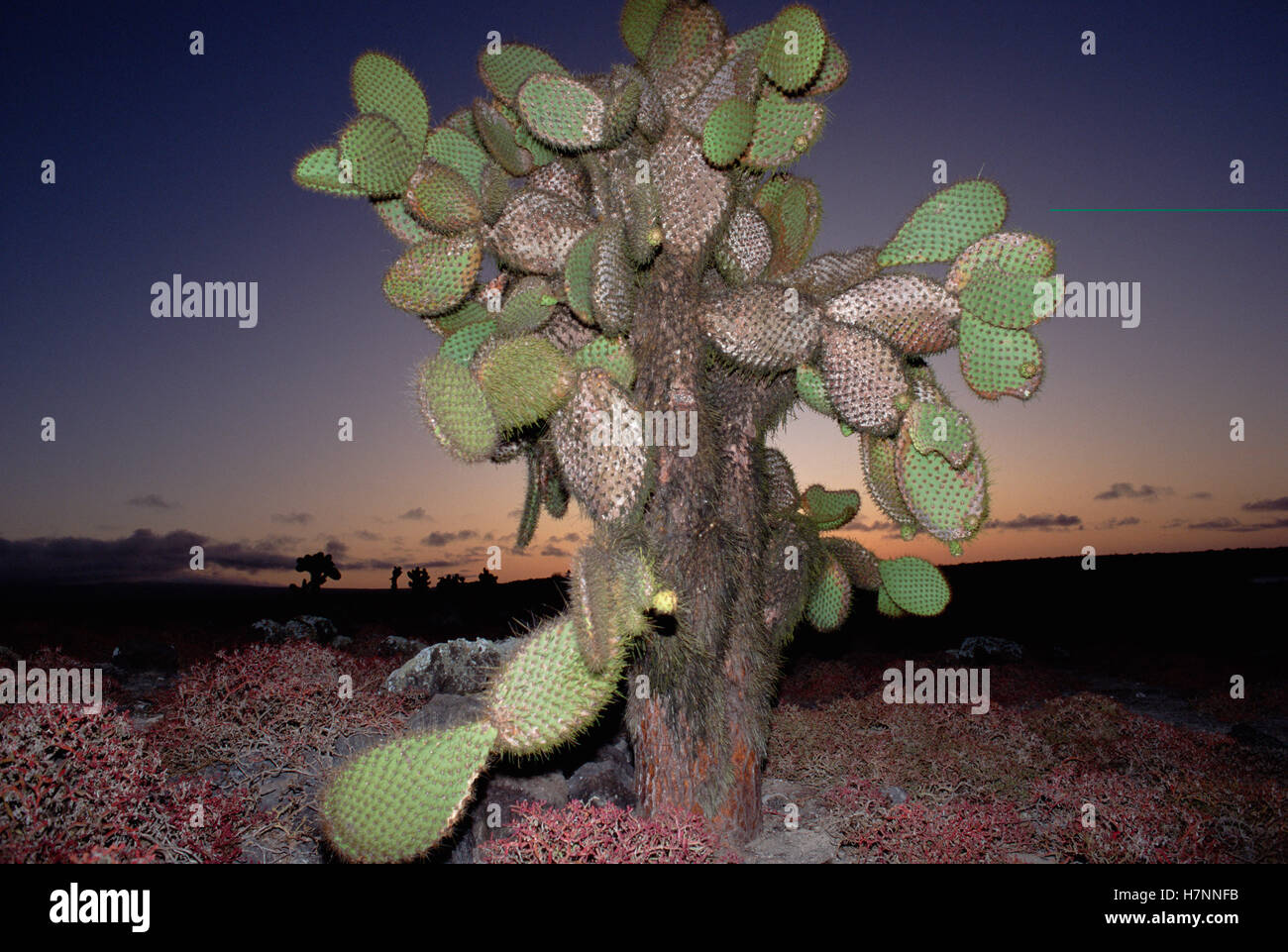Opuntia (Opuntia echios) cactus, Galapagos Islands, Ecuador Stock Photo