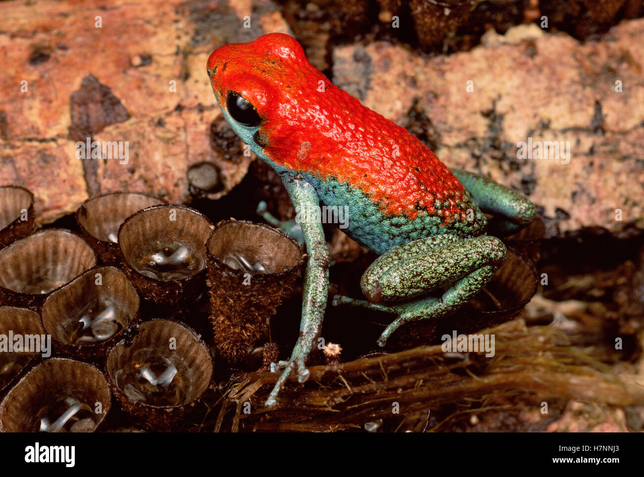 Granular Poison Dart Frog (Dendrobates granuliferus) portrait on bird's nest fungus, Corcovado National Park, Costa Rica Stock Photo