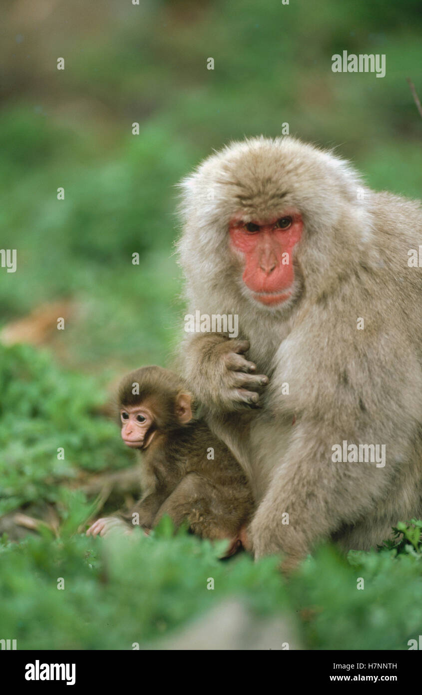 Japanese Macaque (Macaca fuscata) mother and baby, Japan Stock Photo ...