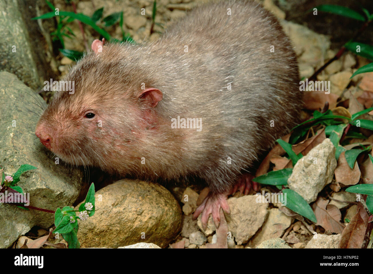 Chinese Bamboo Rat (Rhizomys sinensis), Tam Dao National Park, Vietnam ...