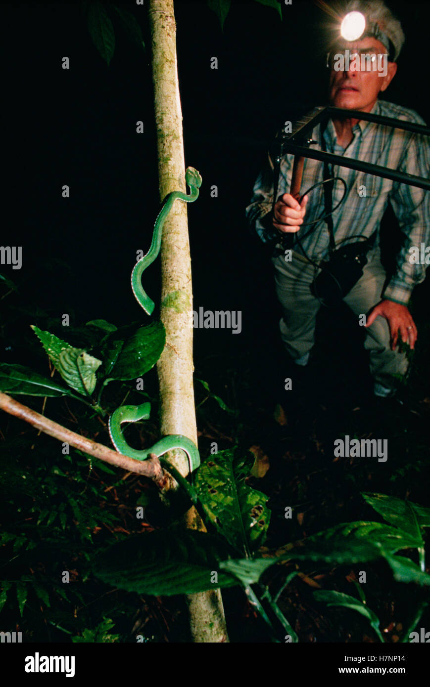 Asian Pit Viper (Trimeresurus sp) tracked with transmitter, Tam Dao