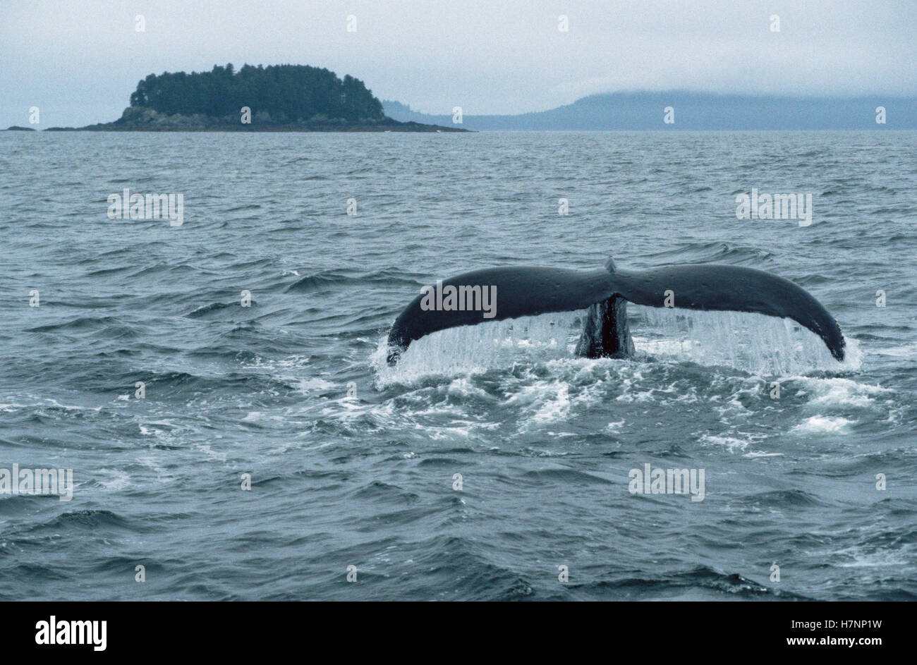 Humpback Whale (Megaptera novaeangliae) tail, Southeast Alaska Stock