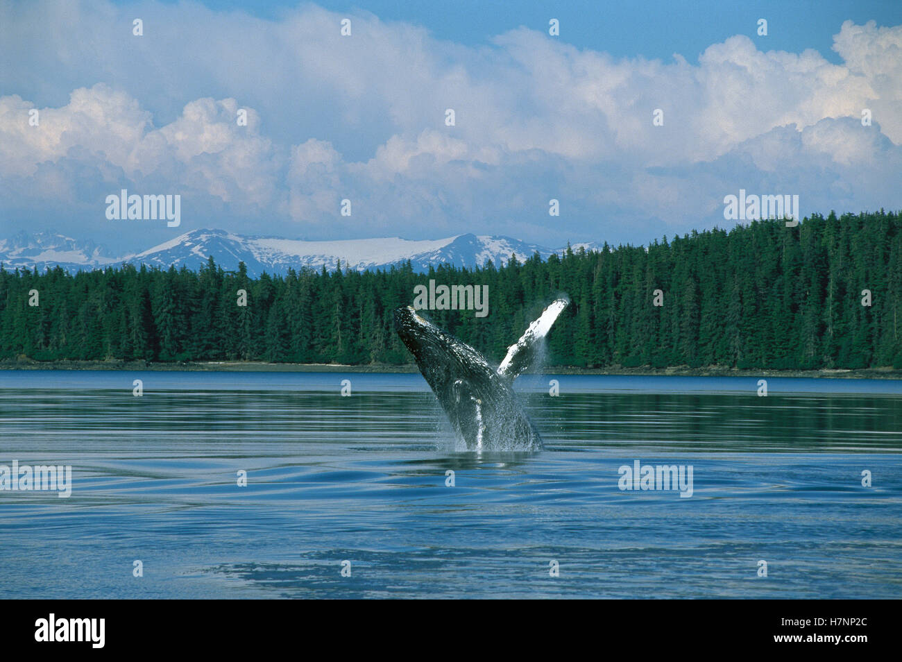 Humpback Whale (Megaptera novaeangliae) breaching, Southeast Alaska