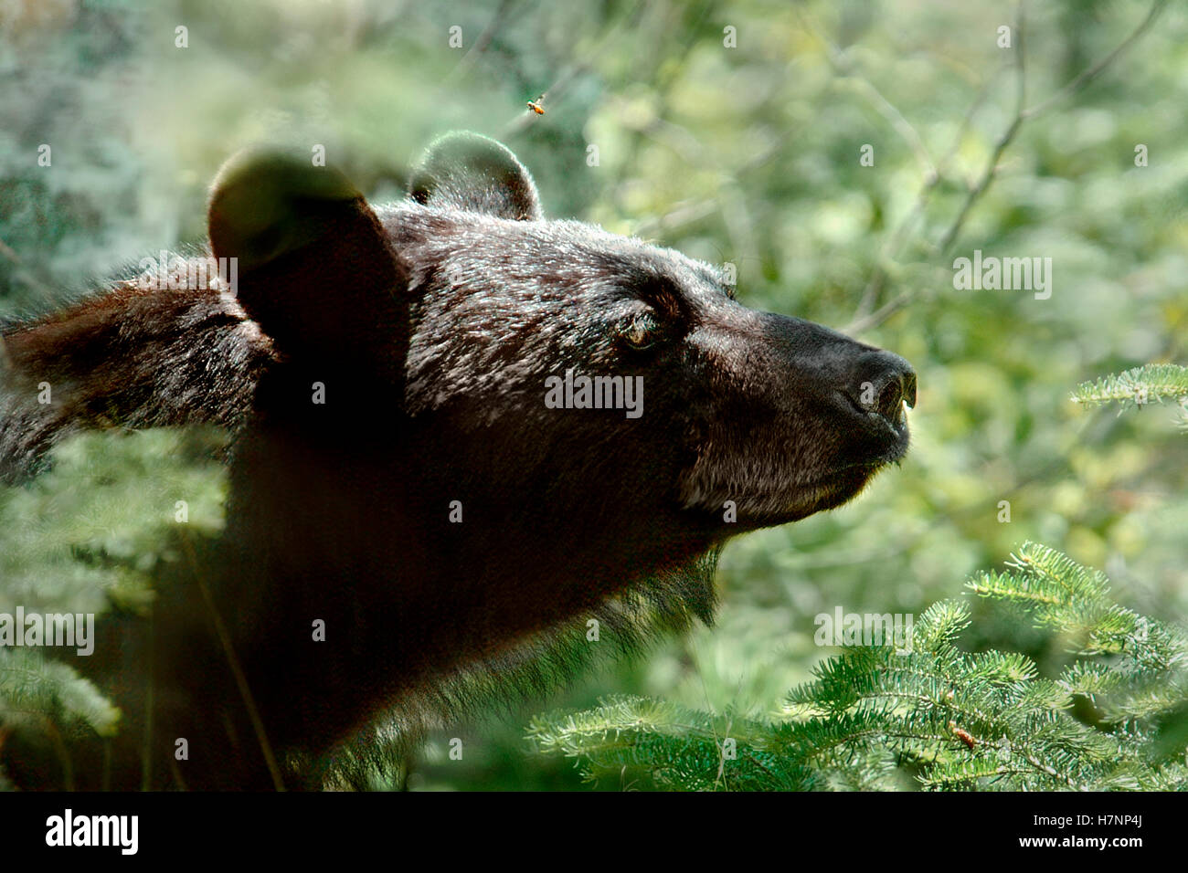 Black Bear (Ursus americanus) and bee, Superior National Forest