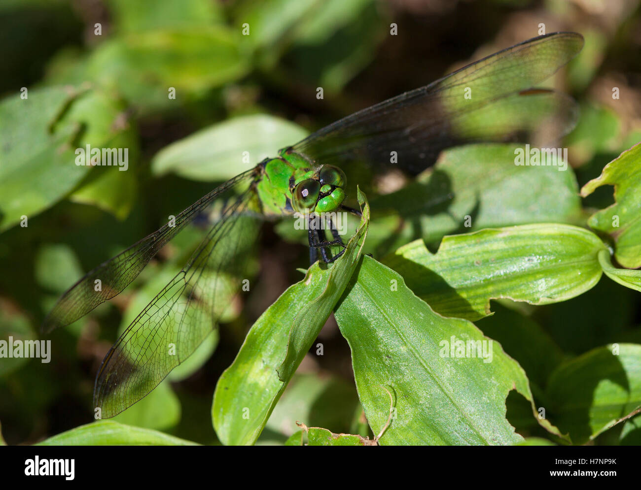 Bright green dragonfly that is hard to see on some leaves Stock Photo ...
