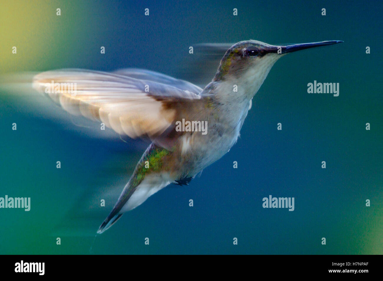 Ruby-throated Hummingbird (Archilochus colubris) female flying, North America Stock Photo