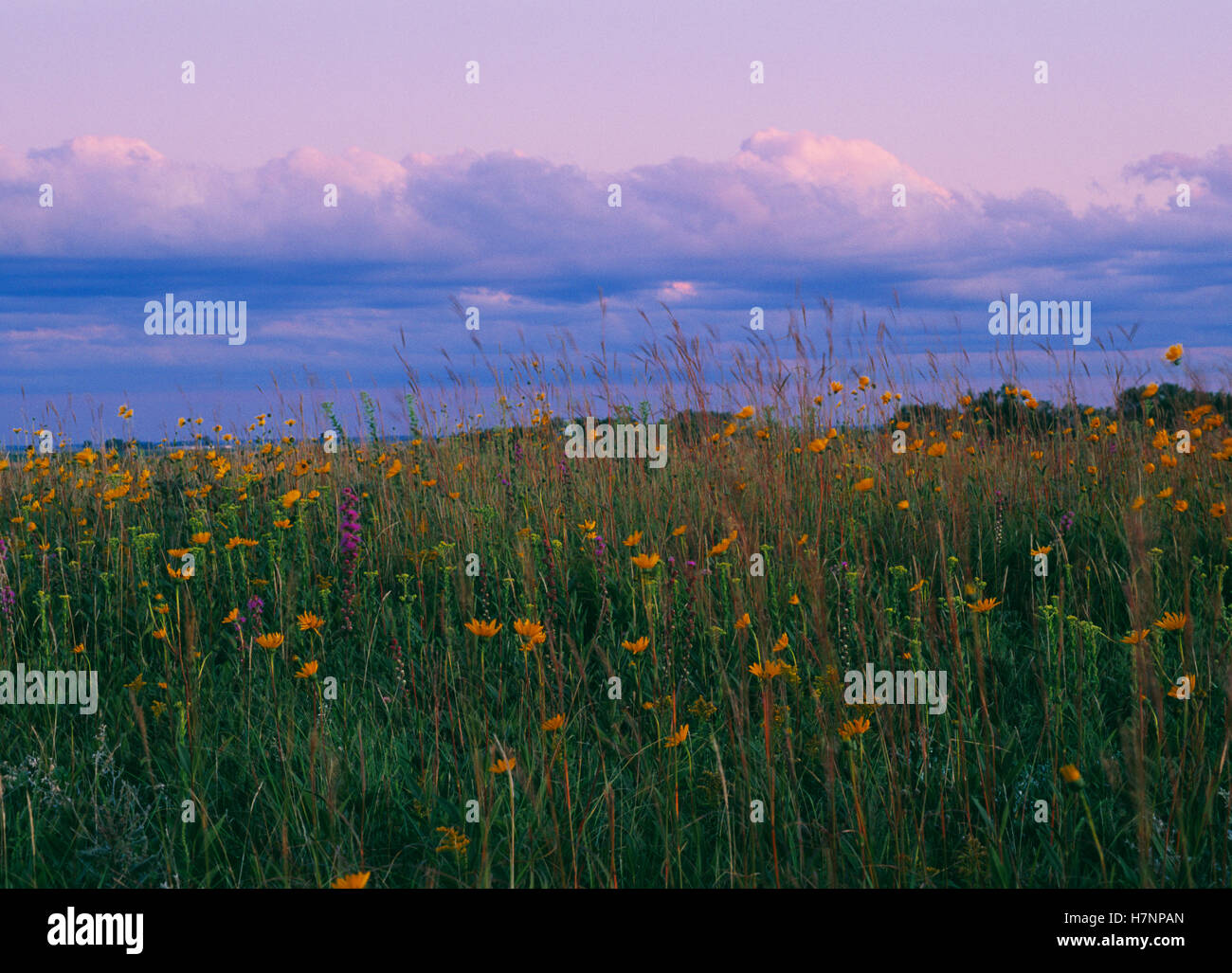 Blooming prairie flowers under gathering clouds, Blue Mounds State Park