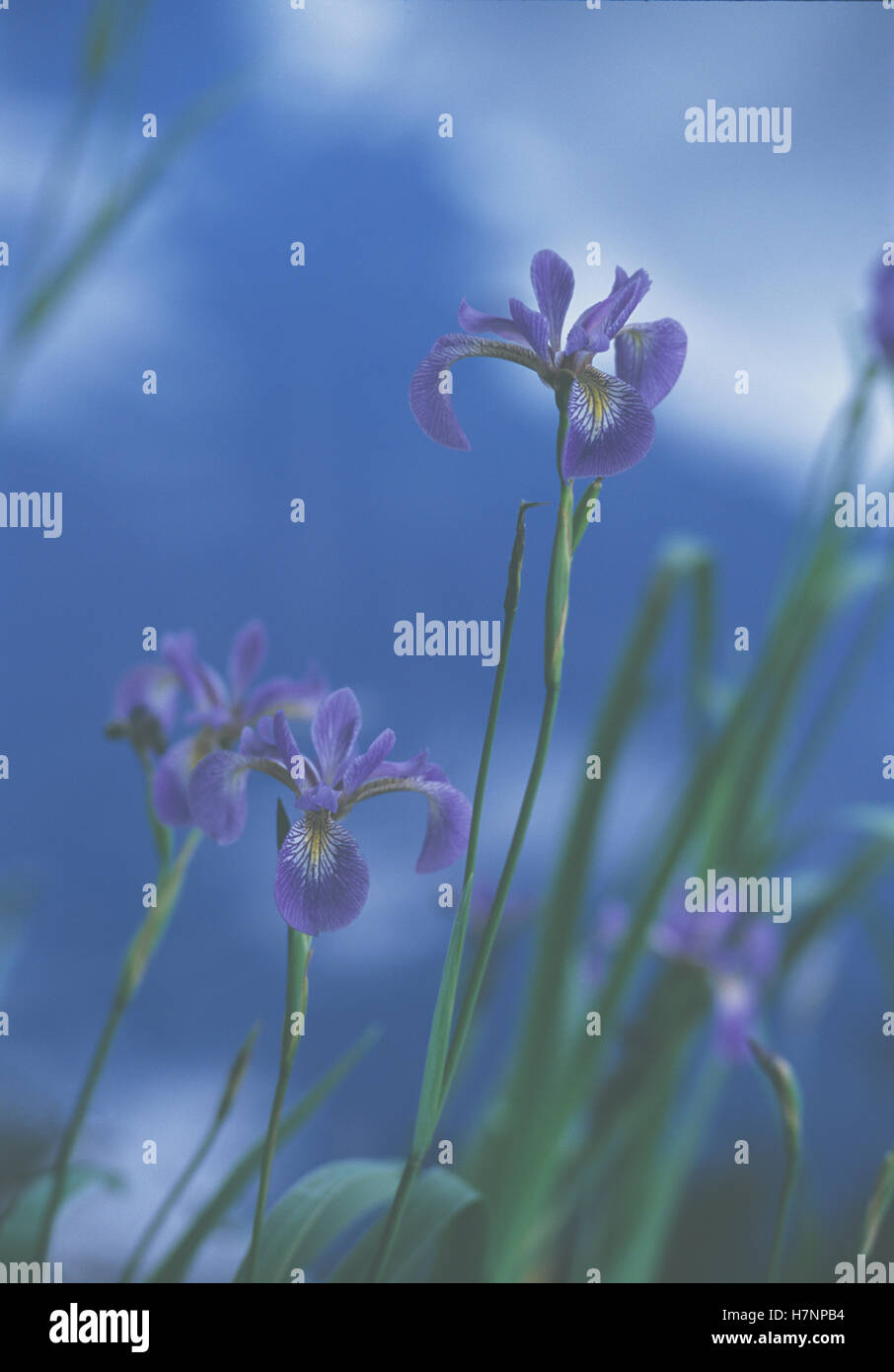 Iris (Iris sp) flowers, Minnesota Stock Photo Alamy
