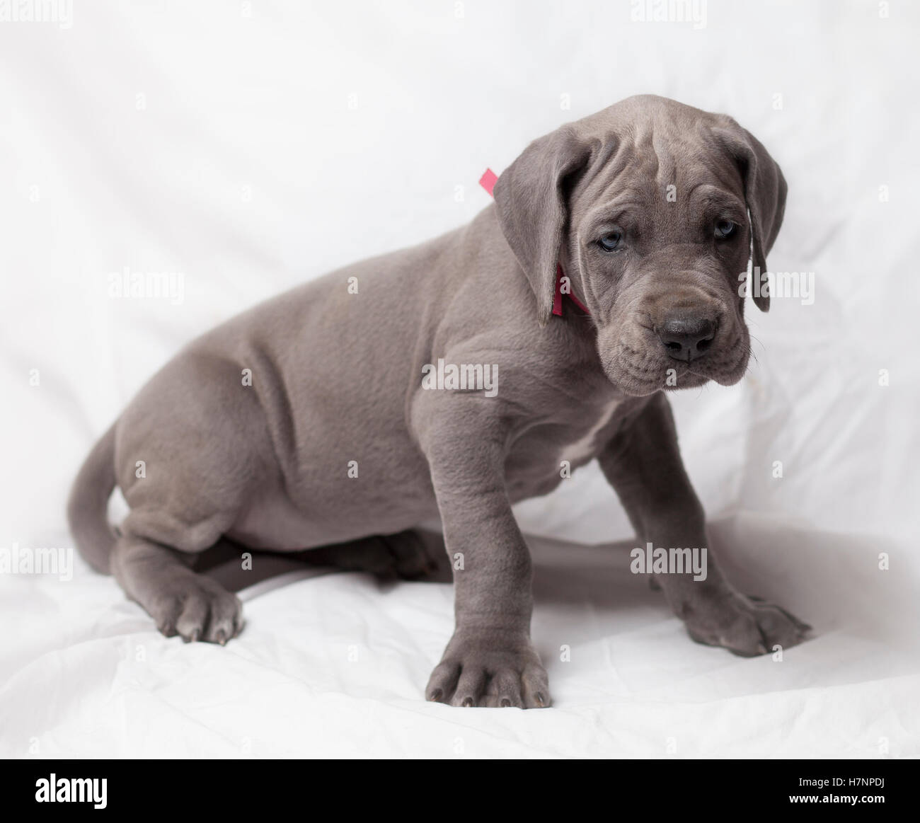 Purebred blue Great Dane puppy on a white background Stock Photo Alamy