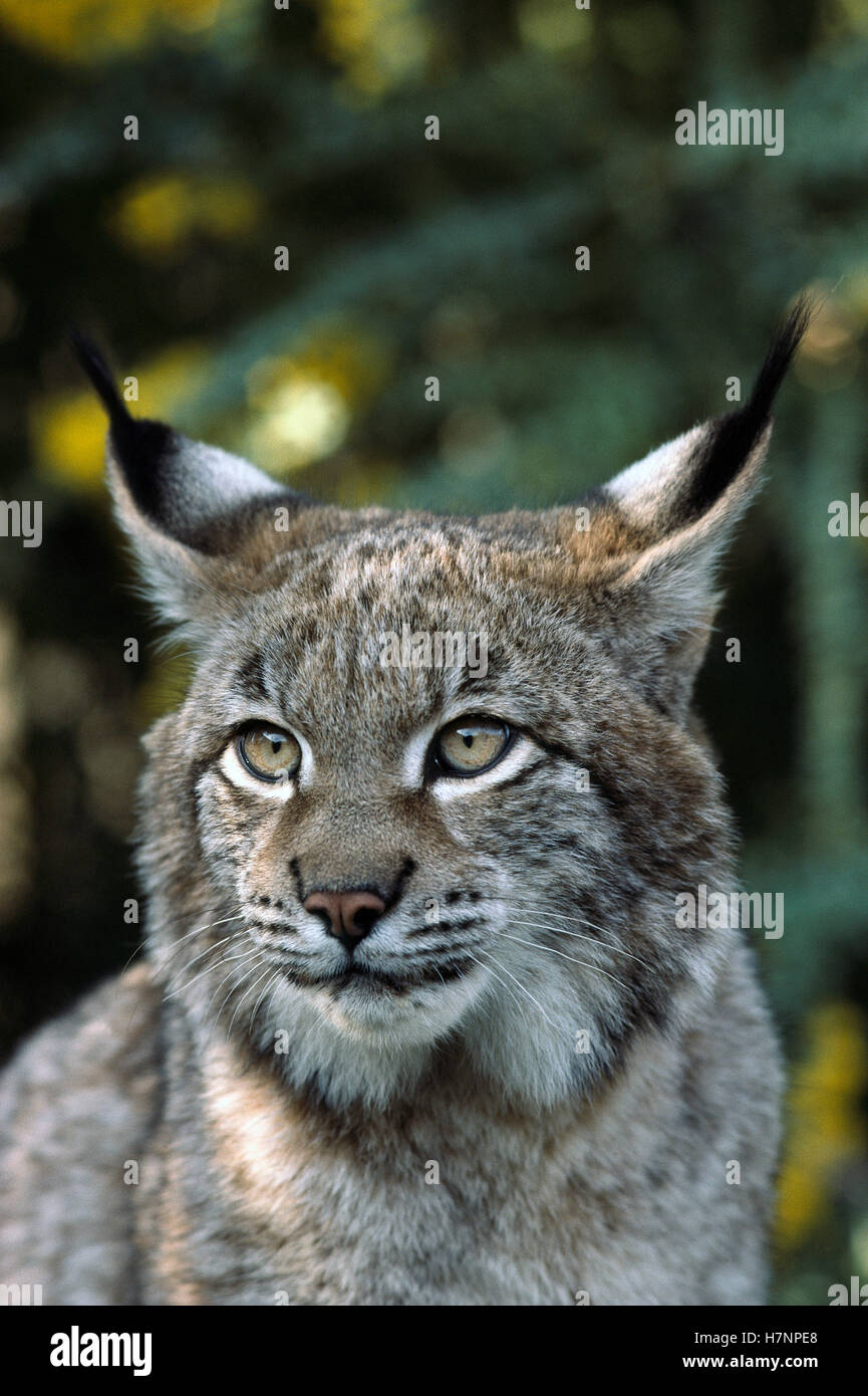 Eurasian Lynx (Lynx lynx) male portrait, largest of the three lynx
