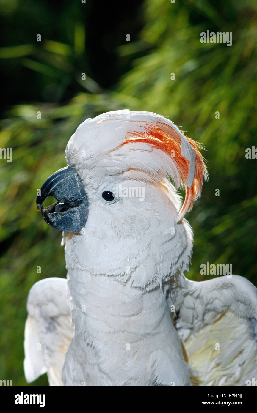 Salmon-crested Cockatoo (Cacatua Moluccensis) Portrait, Native To The ...