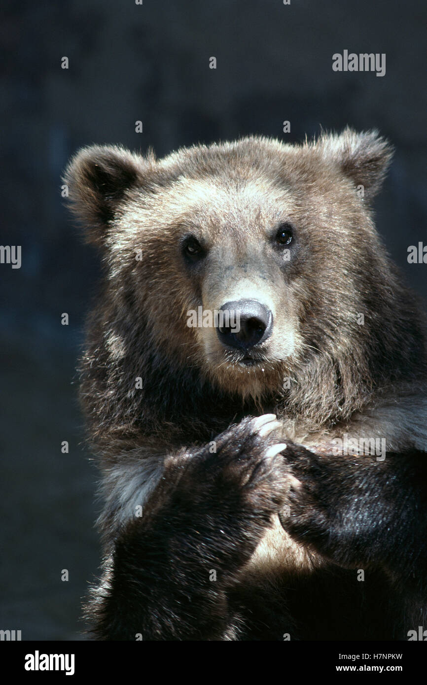 Grizzly Bear (Ursus arctos horribilis) resting on rocks, native to Alaska Stock Photo Alamy