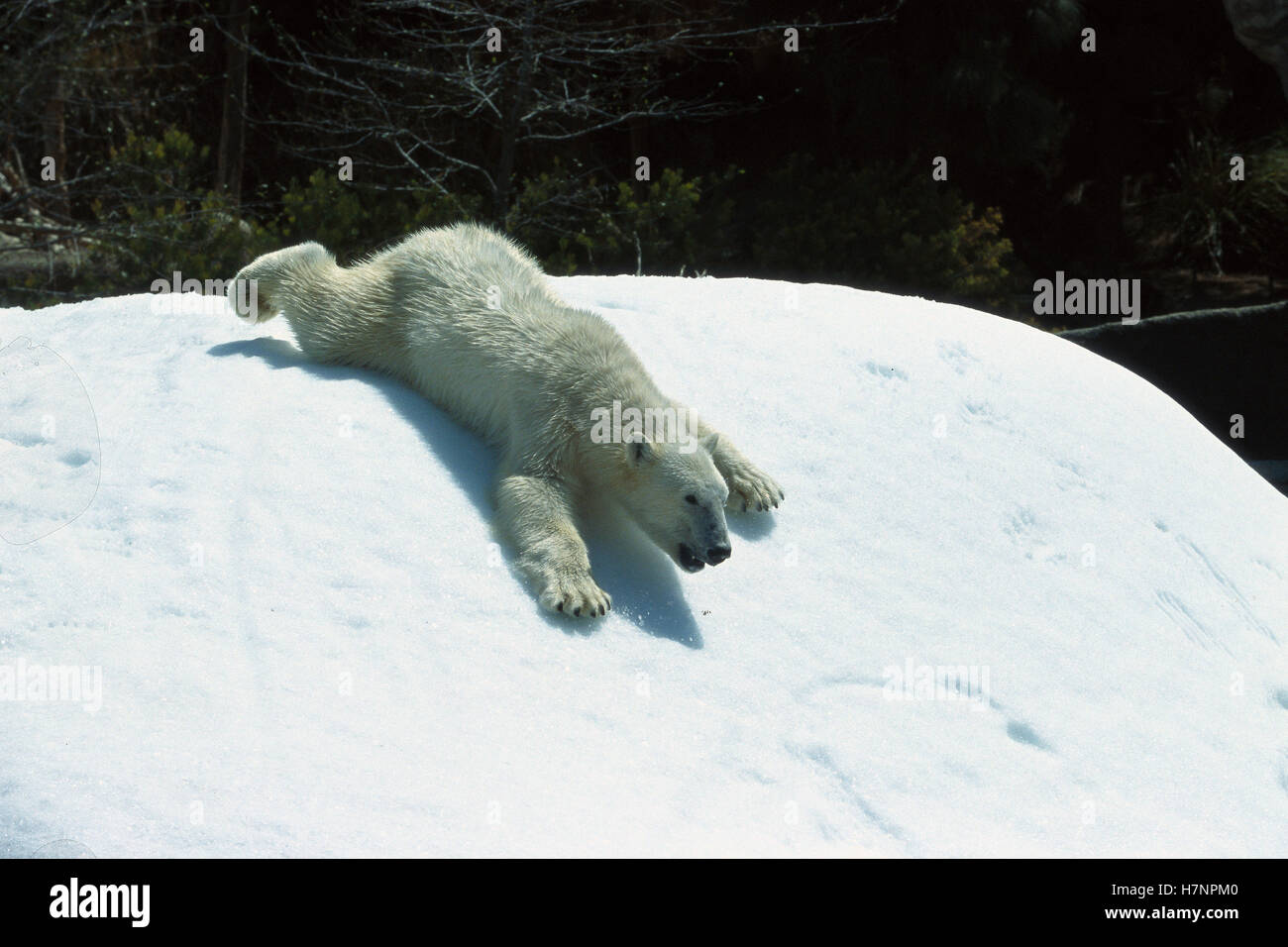 Polar Bear (Ursus maritimus) sliding down snow bank, native to Canada