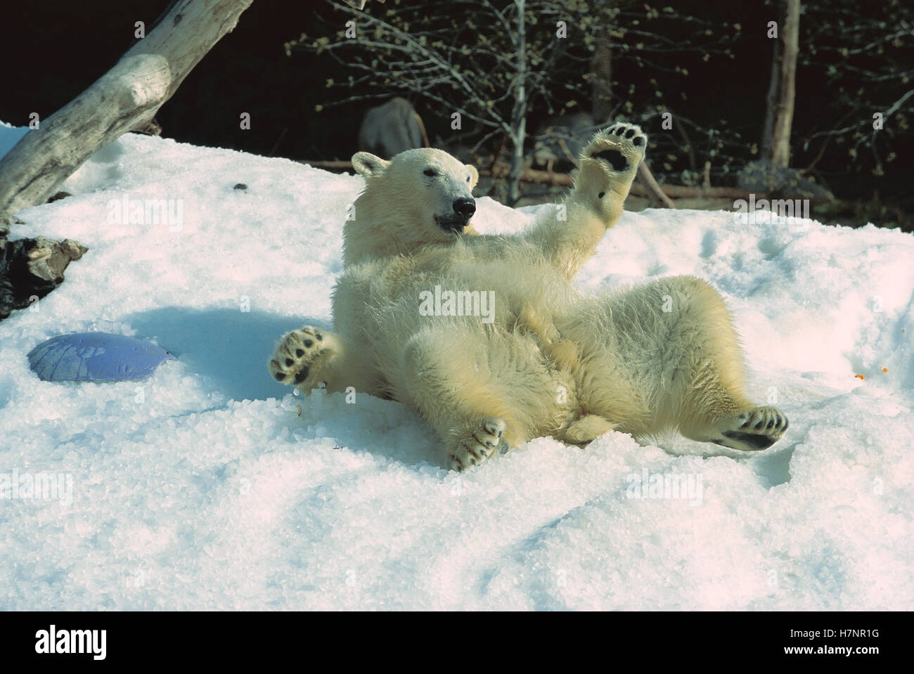 Polar Bear (Ursus maritimus) rolling in snow, native to North America