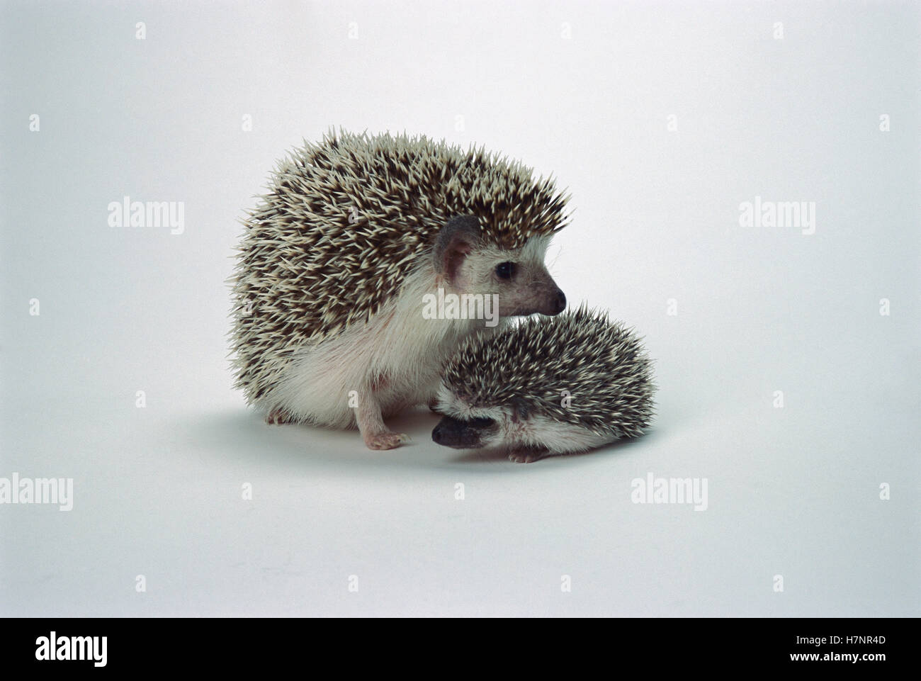 African Hedgehog (Atelerix algirus) baby and mother, native to Africa Stock Photo