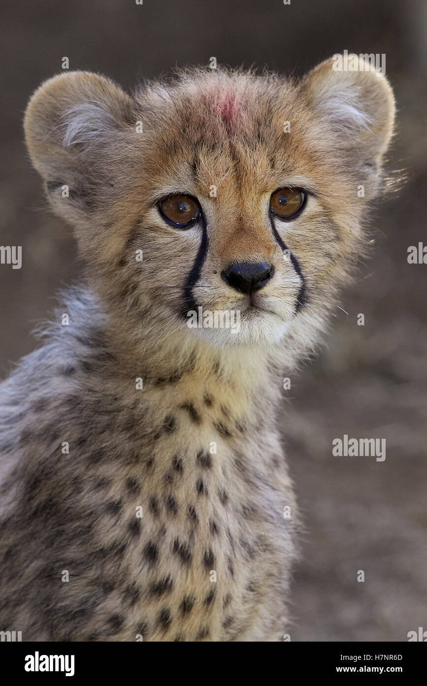 Cheetah (Acinonyx jubatus) cub portrait, threatened, native to Africa ...